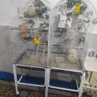 ۳جفت فنچ نرگسی