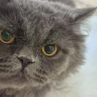 اسکاتی بریتیش