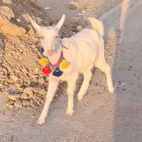 بزغاله سانن اصل فرانسوی|حیوانات مزرعه|شهرآباد, |دیوار