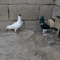 کبوتر نر|پرنده|کلاله, |دیوار