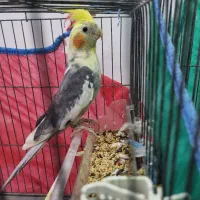 دو پرنده طوطی عروس سخنگو با قفس|پرنده|کوچصفهان, |دیوار