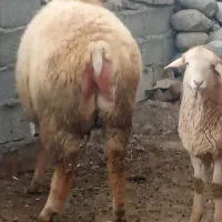 قوچ|حیوانات مزرعه|مشگین شهر, |دیوار