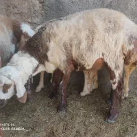 بره|حیوانات مزرعه|مود, |دیوار