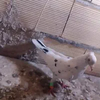 کفتر هفرنگ کاکل ماده