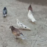 کفتر یا کبوتر