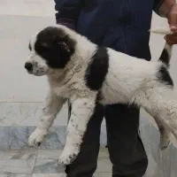 سگ آلابای/ سراب /افغان