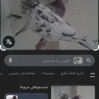سلام یک کفتر سرو سفید ویک مفلق سیاه دم سفید