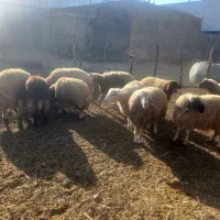 بره|حیوانات مزرعه|کوهنانی, |دیوار