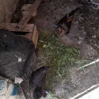 مرغ وخروس|حیوانات مزرعه|اهواز, ۳۰ متری|دیوار