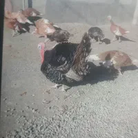 بوقلمون های محلی برنزوبوربون|حیوانات مزرعه|کامیاران, |دیوار