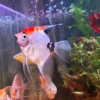 ماهی پلنت ۱۲۰۰|ماهی|تهران, یوسف‌آباد|دیوار