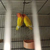 جفت کوتوله برزیلی