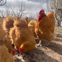 تخم نطفه دار ایام سمانی اندونزی برهما اورپینگتون