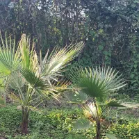 پالم زمینی|فعالیت داوطلبانه|کلاچای, |دیوار