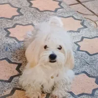 قیمت ۱۰تومن کمتر خواستی میدم|سگ|قزوین, |دیوار