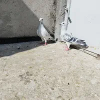 کبوتر