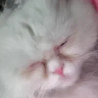 گربه پرشین اصیل|گربه|ری, ظهیرآباد|دیوار