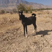 کره نریان تک بندی درجه یک