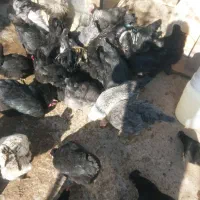 تخم مرغ نطفه دارومرغ خروس