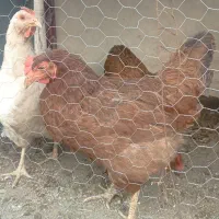 خرگوش مرغ