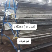 خریدوفروش لوازم مرغ گوشتی تخمگذار و مادر|عمده‌فروشی|برازجان, |دیوار