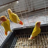 طوطی کوتوله برزیلی|پرنده|رفسنجان, |دیوار