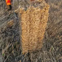 یونجه‌پرس‌وکلش