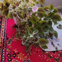 گلهای طبیعی|گل و گیاه طبیعی|شیراز, آزادگان|دیوار