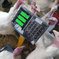 بوقلمون گوشتی|حیوانات مزرعه|خوسف, |دیوار