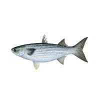 شوریده جاشو