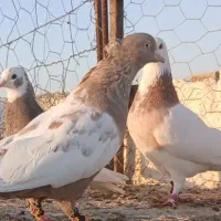 ۱۰ کبوتر بهبهونی سینه ،طوقی،‌کله|پرنده|فسا, |دیوار