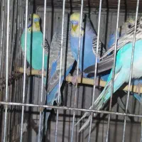 فروش ۷ تا مرغ عشق با یه جفت طوطی برزیلی مفت مفت|پرنده|یاسوج, |دیوار