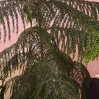 کاج مطبق گیاه خانگی وسالم