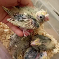 جوجه عروس هلندی سرلاکی