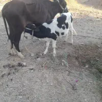 گاو شیری|حیوانات مزرعه|جغین, |دیوار