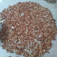 سنجد|خوردنی و آشامیدنی|تهران, بلوار کشاورز|دیوار