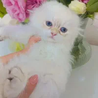 اسکاتیش نر لانگ هیر