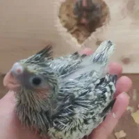 عروس هلندی تازه دونخور شده   پرورش خانگی