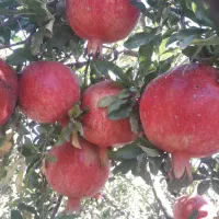 انار دون قرمز آبدار ساوه بصورت عمده|حراج|ساوه, |دیوار