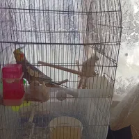 جفت عروس هلندی|پرنده|گلبهار, شهر جدید گلبهار|دیوار