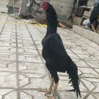جوجه اوشامو یک تیغ مشکی