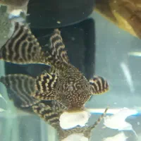 لجنخوار کت اسپرت