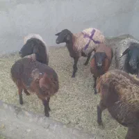 میش و بره|حیوانات مزرعه|ساوه, |دیوار