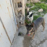 ژرمن اشپتیز مینیاتوری