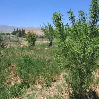 باغ ویلا خانه|فروش خانه و ویلا|خواجه, |دیوار