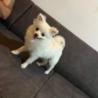 پامرخرسی سگ|سگ|مشهد, سجاد شهر|دیوار