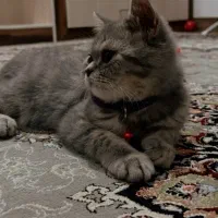 گربه اسکاتیش نر نژاد دار. سه ماهه|گربه|سقز, |دیوار