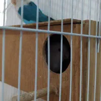 طوطی برزیلی|پرنده|مریوان, |دیوار