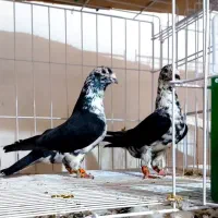 جفت کشکی یا سینه سفید بی عیب