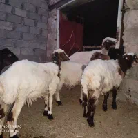کاور ژندار